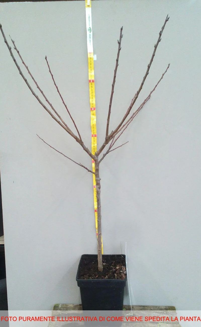 CILIEGIO KORDIA NANO IN VASO 19CM