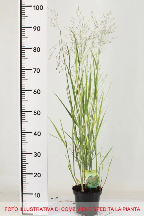 PANICUM VIRGATUM IN VASO 15CM