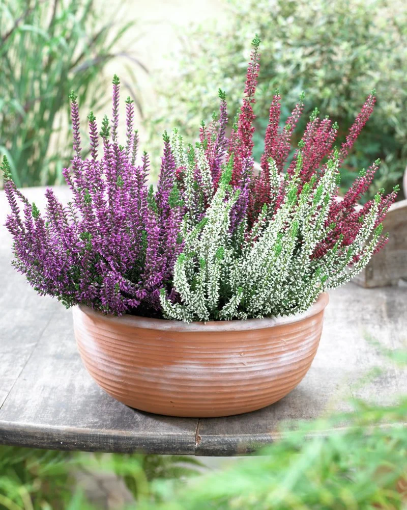 OFFERTA 3 PIANTE DI CALLUNA ERICA COLORI ASSORTITI VASO 12CM