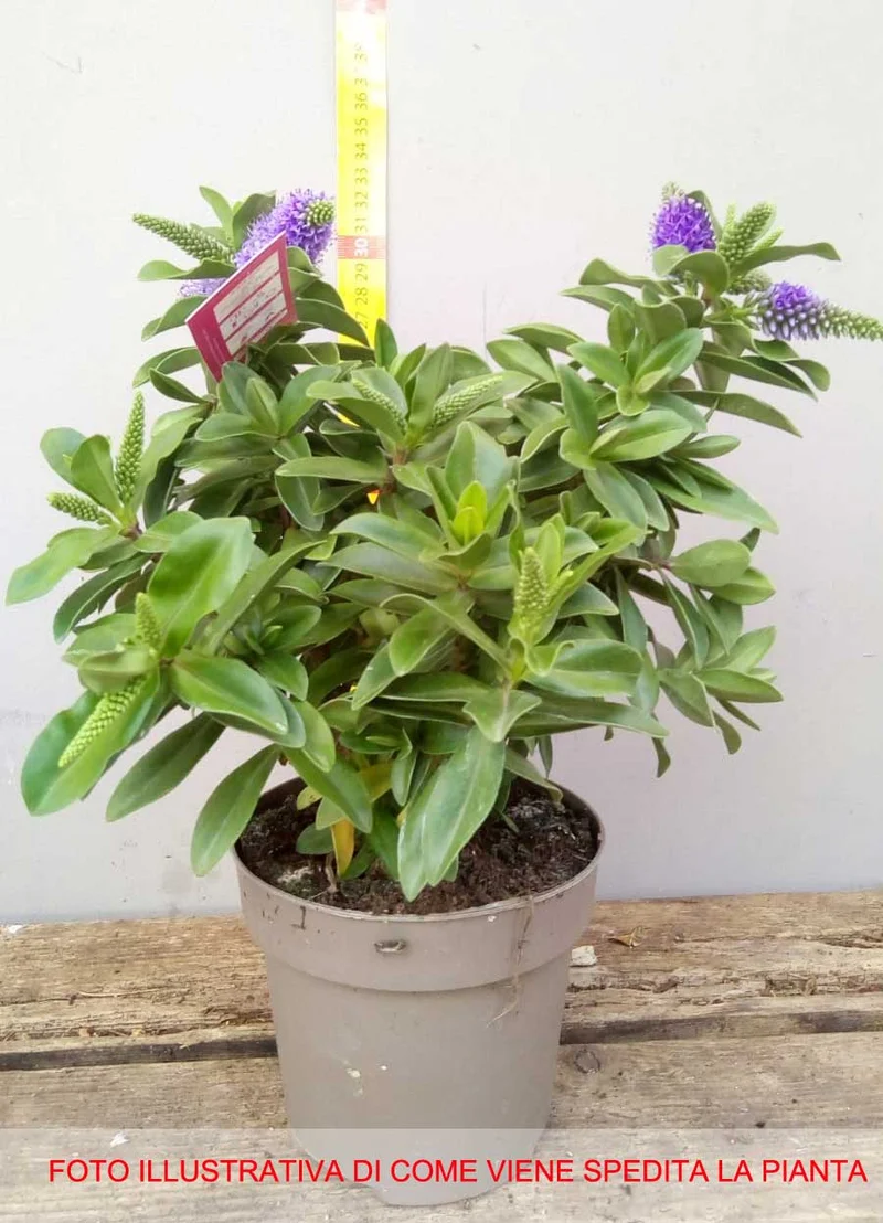 HEBE TRICOLOR VASO 12CM