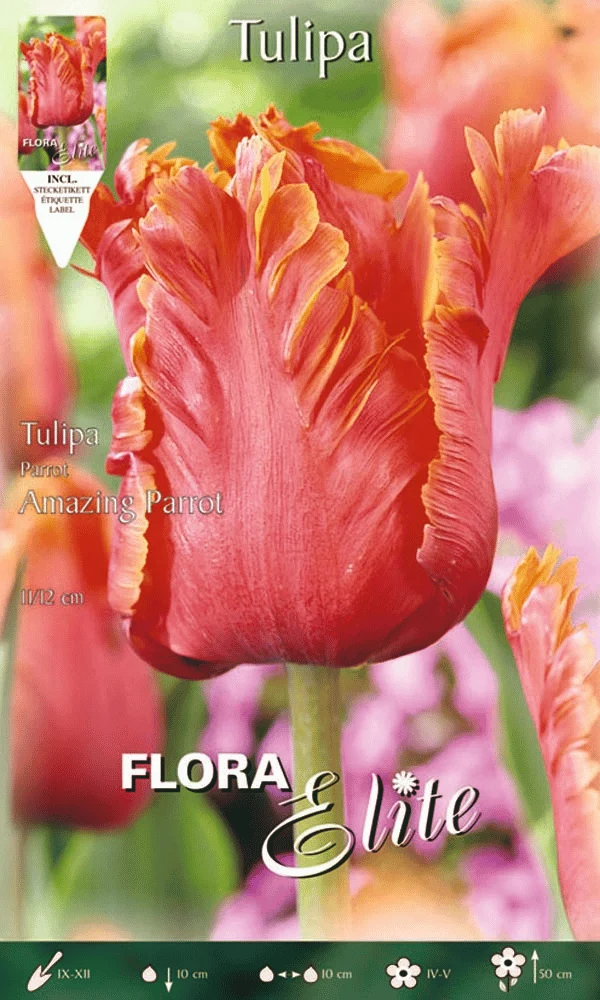 TULIPANO AMAZING PARROT (CONFEZIONE DA 7 BULBI)