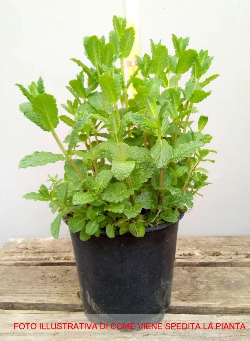 MENTA PIPERITA IN VASO 14CM