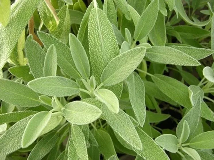 SALVIA OFFICINALIS IN VASO 19CM