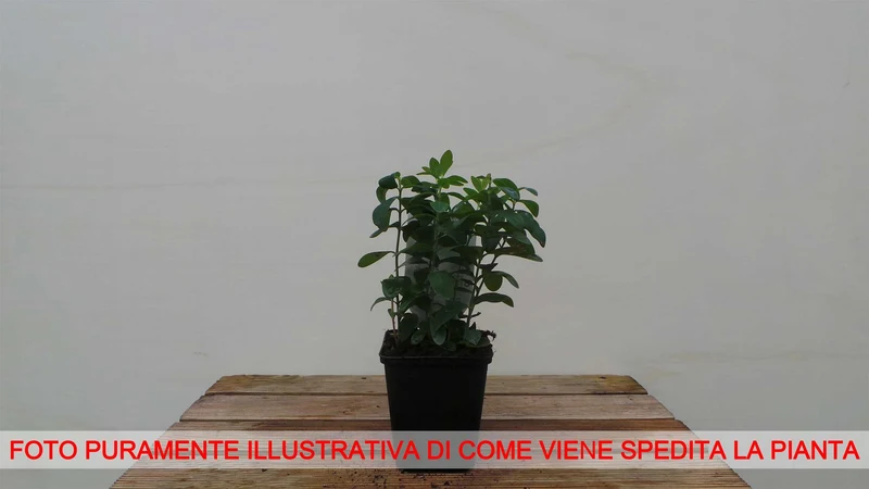 IPERICO HYPERICUM CALYCINUM VASO 7CM