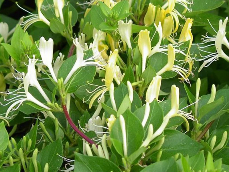 LONICERA CAPRIFOGLIO JAPONICA HALLIANA VASO 17CM