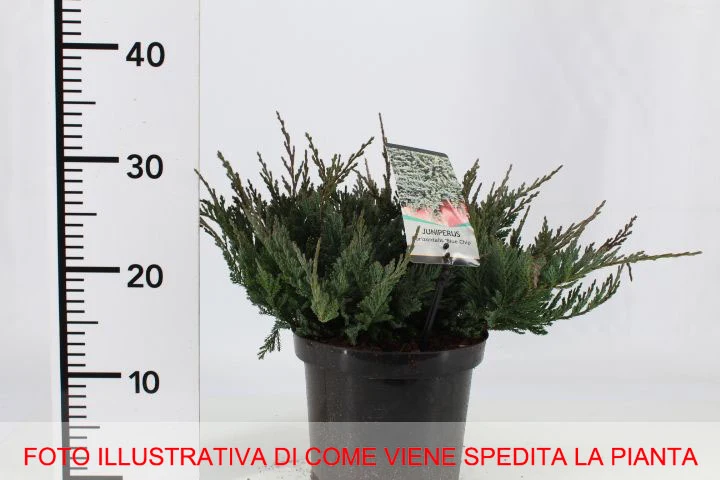 JUNIPERUS GINEPRO BLUE CHIP IN VASO 19CM