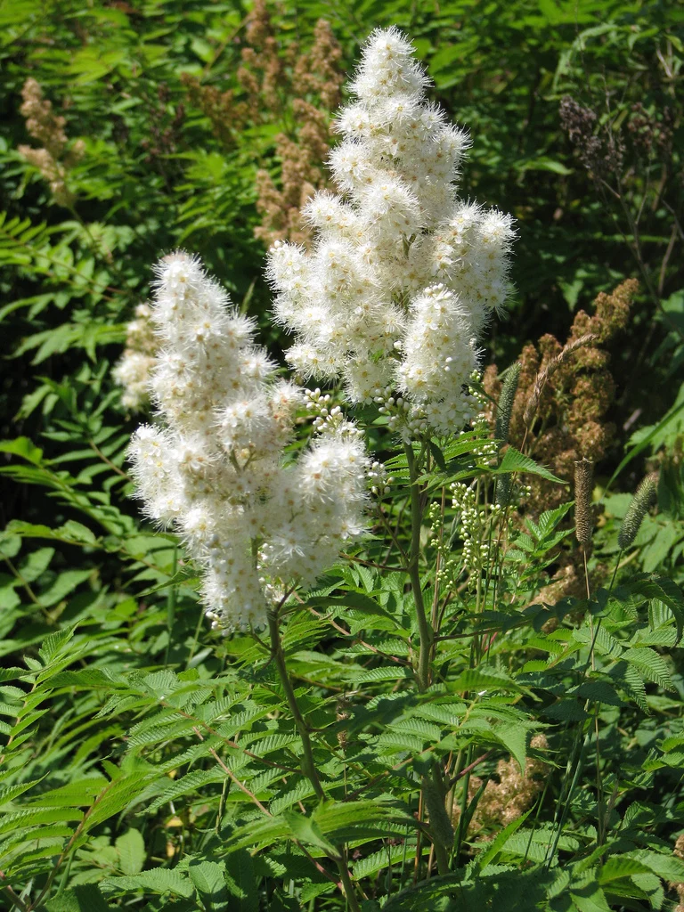 SORBARIA SORBIFOLIA FALSA SPIREA VASO 17CM