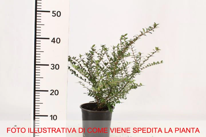 LONICERA CAPRIFOGLIO NITIDA ELEGANT IN VASO 15CM