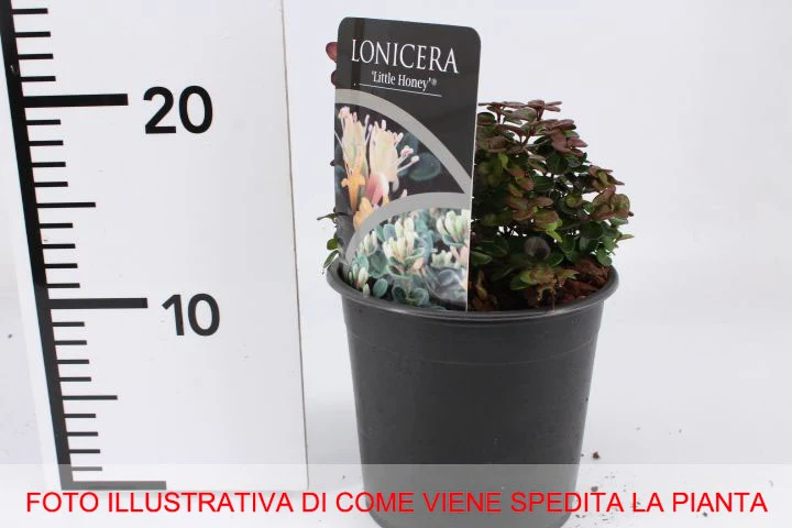 LONICERA CAPRIFOGLIO NANA LITTLE HONEY IN VASO 14CM