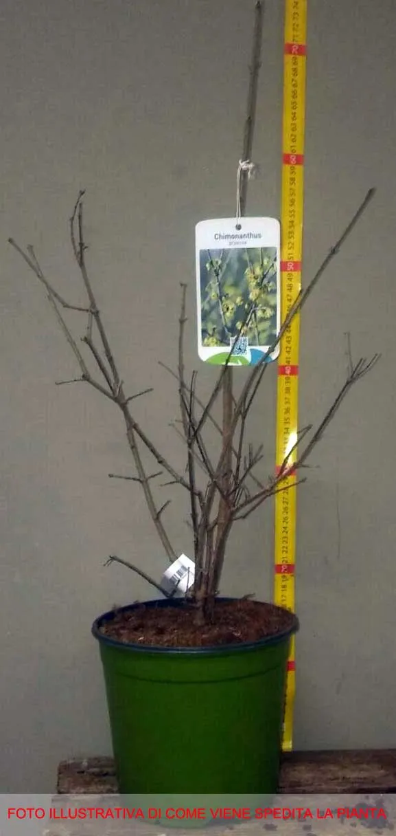 CALYCANTHUS CHIMONANTHUS PRAECOX GRANDIFLORUS VASO 18CM