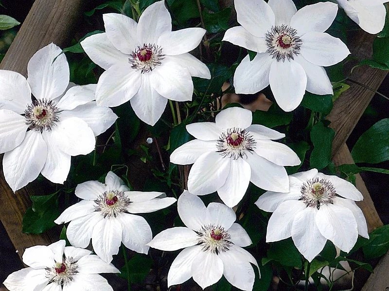 CLEMATIDE CLEMATIS MISS BATEMAN VASO 16CM