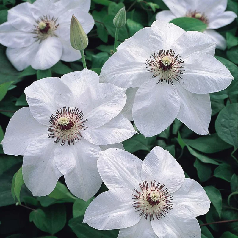 CLEMATIDE CLEMATIS MISS BATEMAN VASO 16CM