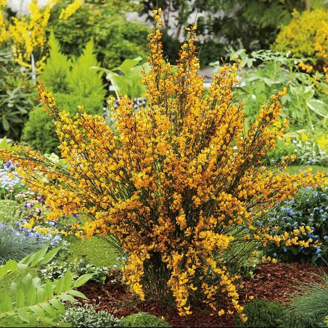 CYTISUS APRICOT GEM VASO 15CM