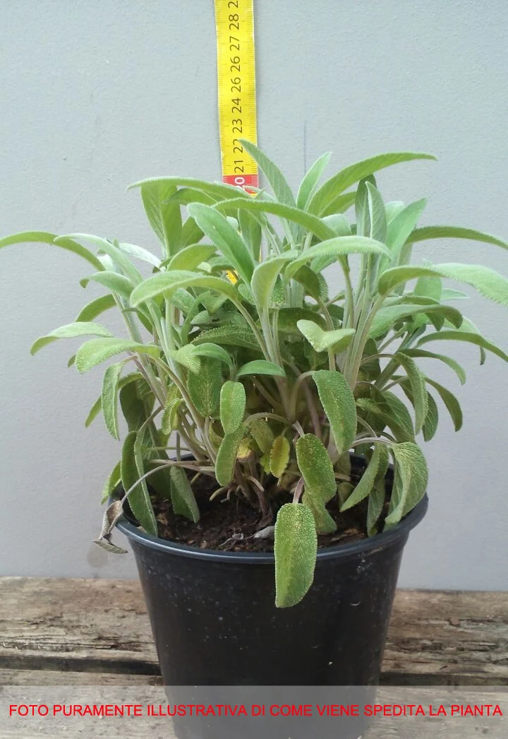 SALVIA OFFICINALIS IN VASO 14CM