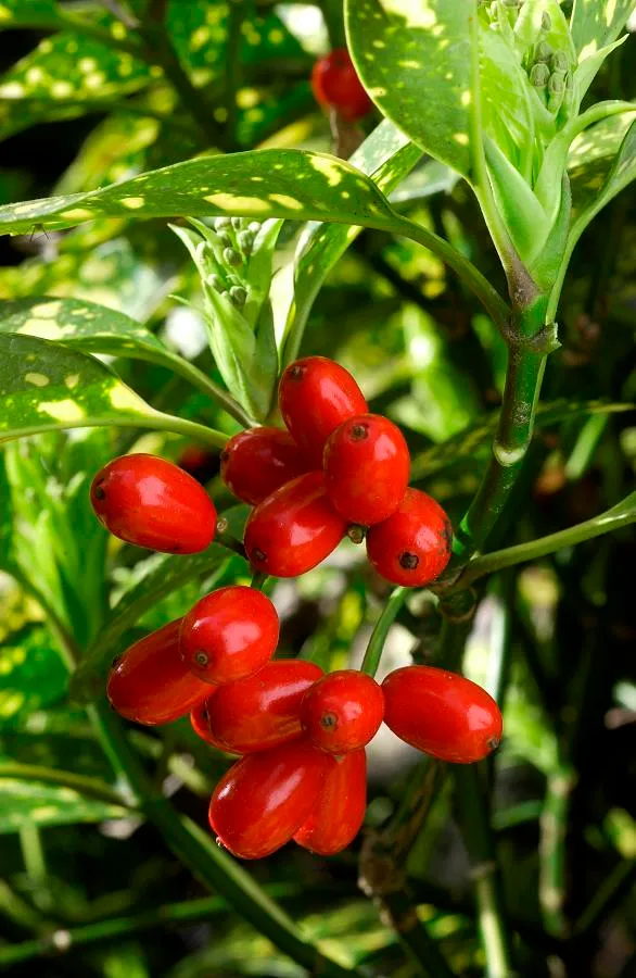 AUCUBA JAPONICA CROTONIFOLIA VASO 14CM