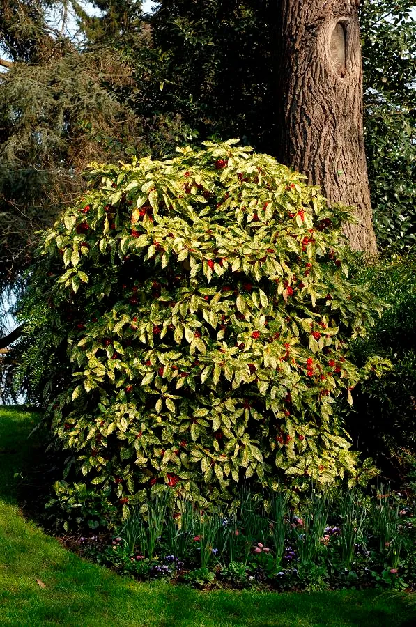 AUCUBA JAPONICA CROTONIFOLIA VASO 21CM