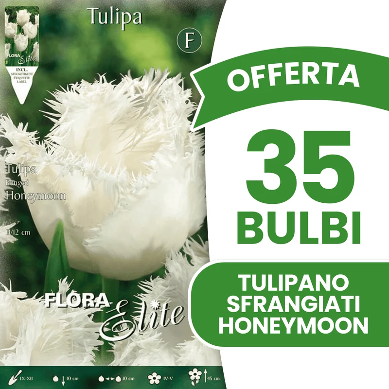 OFFERTA 35 BULBI TULIPANO SFRANGIATI HONEYMOON