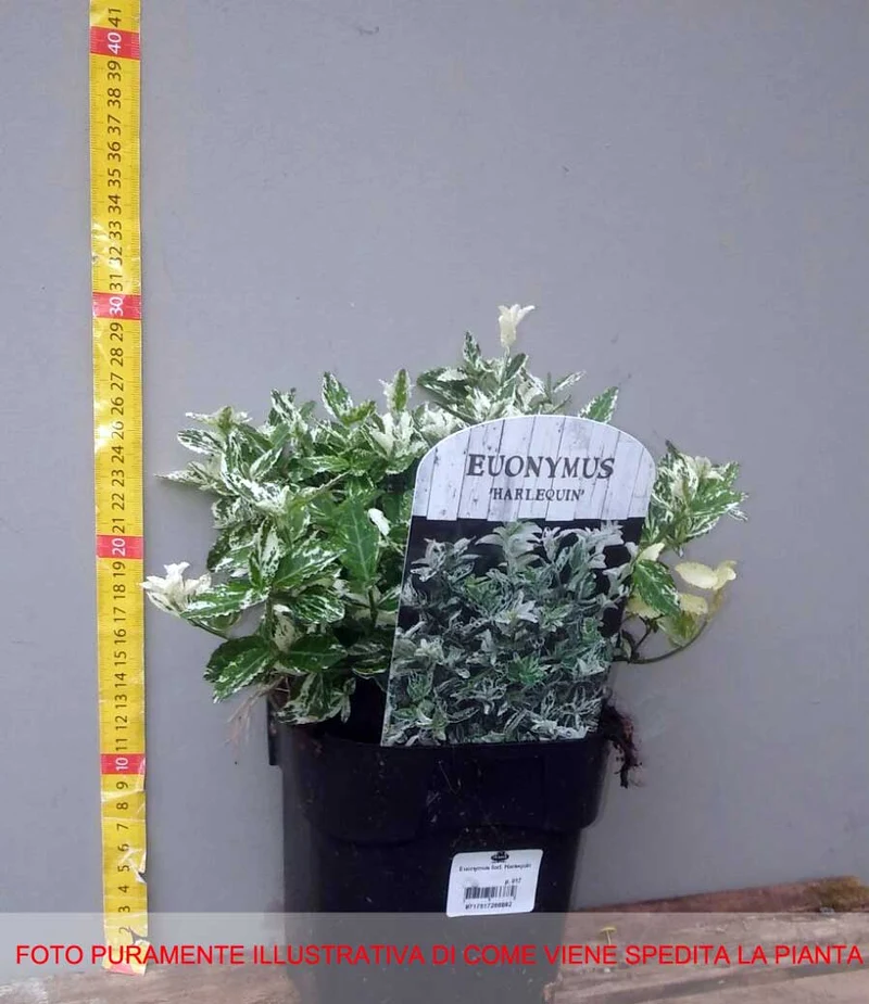 EUONYMUS FORTUNEI HARLEQUIN VASO 12CM