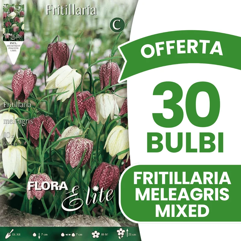 OFFERTA 30 BULBI FRITILLARIA MELEAGRIS MIXED