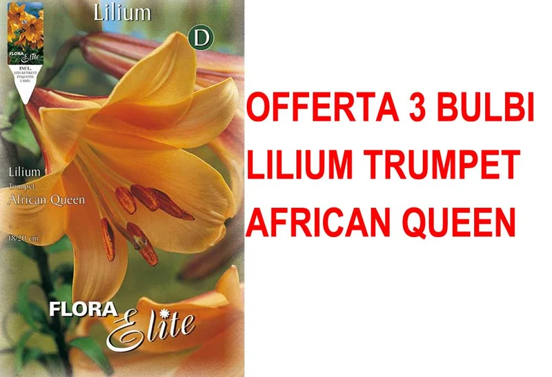 OFFERTA 3 BULBI LILIUM TRUMPET AFRICAN QUEEN