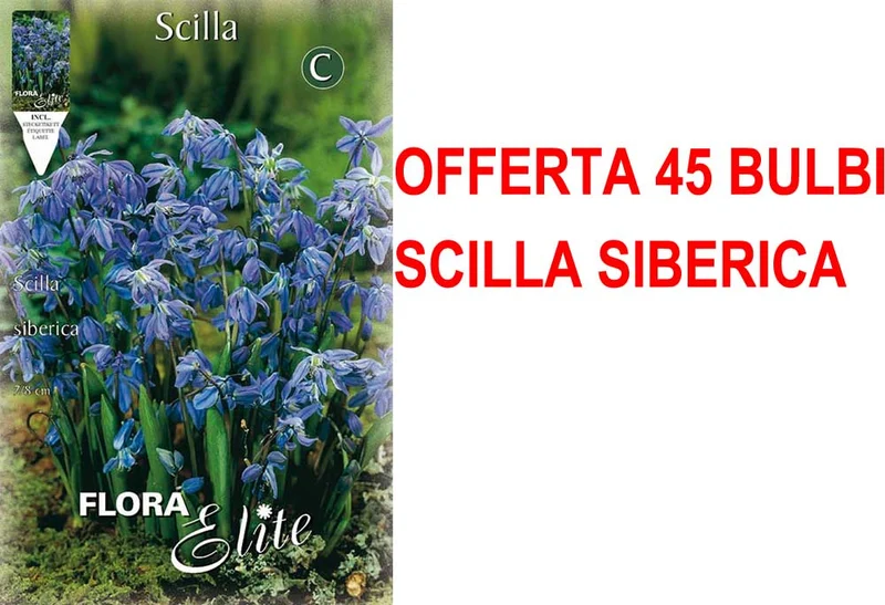 OFFERTA 45 BULBI SCILLA SIBERICA