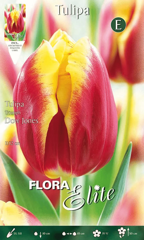 TULIPANO TRIUMPH DOW JONES (CONFEZIONE DA 7 BULBI)