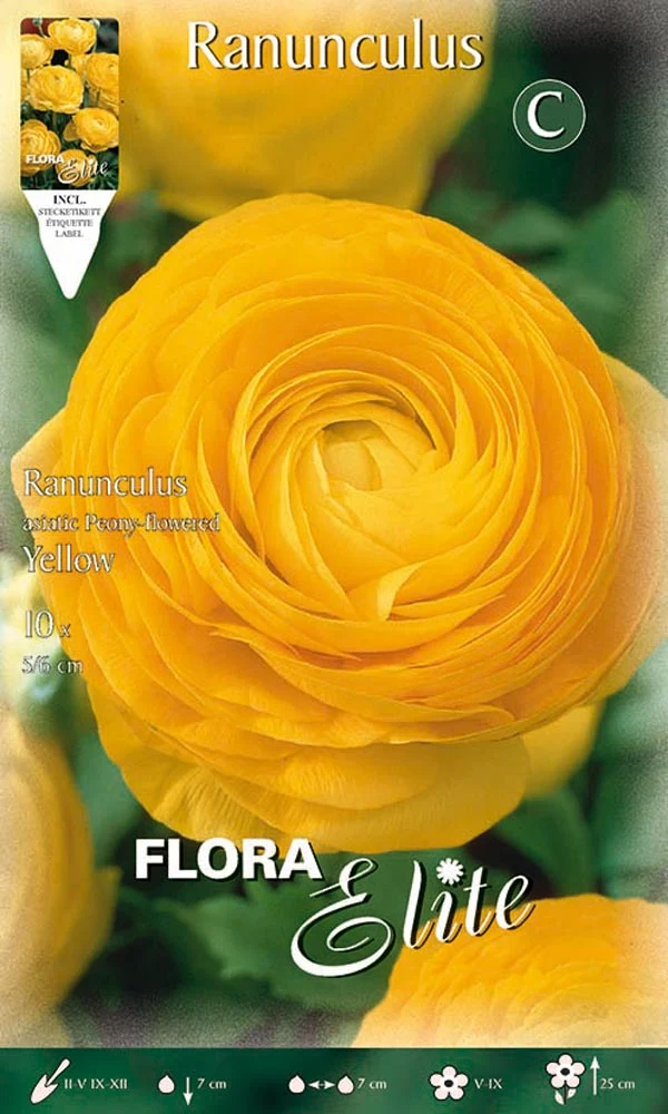 RANUNCOLO ASIATIC YELLOW (CONFEZIONE DA 10 BULBI)