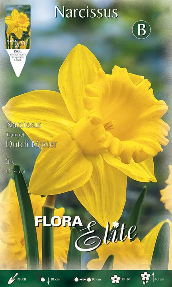 NARCISO TRUMPET DUTCH MASTER (CONFEZIONE DA 5 BULBI)
