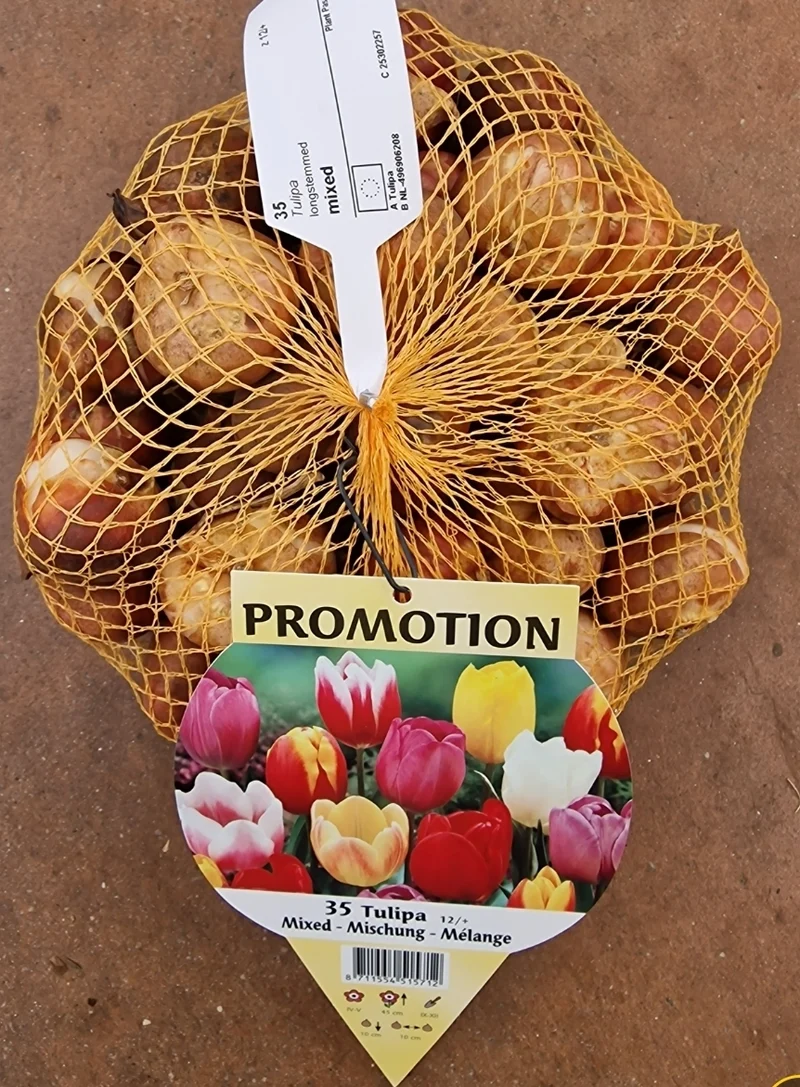OFFERTA 35 TULIPANI LONGSTEMMED MIX COLORI