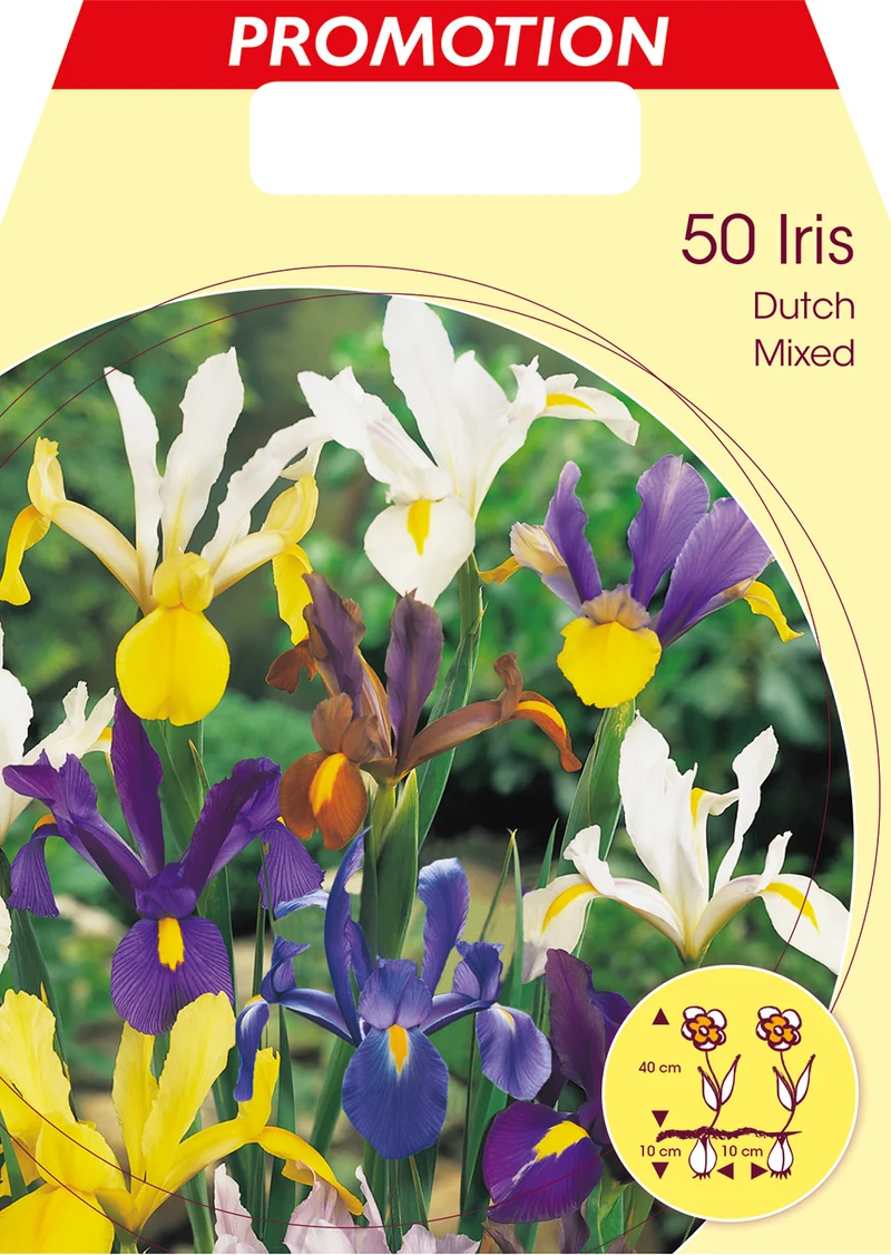 BULBI IRIS HOLLANDICA MIXED COLOR (CONFEZIONE DA 50 BULBI)