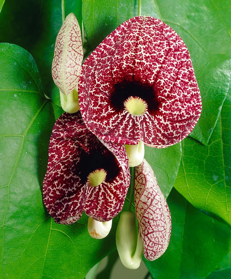ARISTOLOCHIA MACROPHYLLA IN VASO 15CM