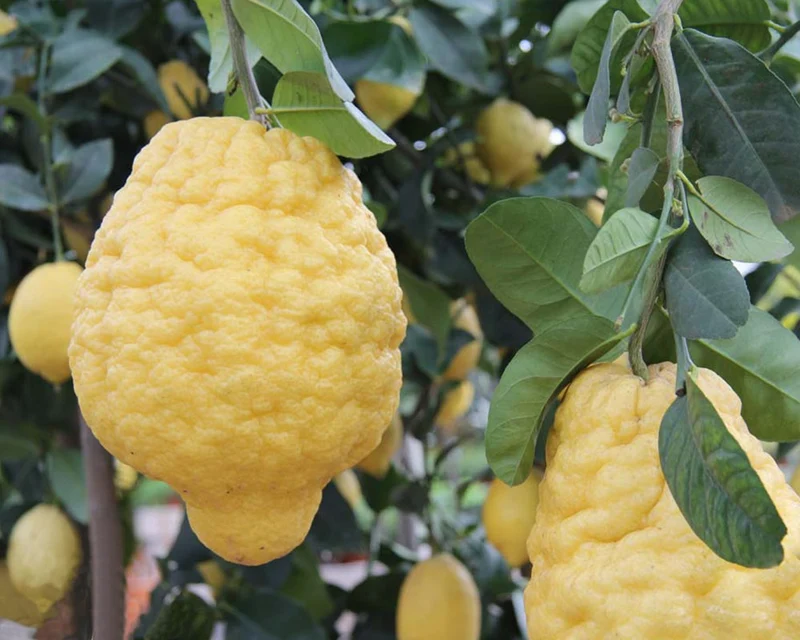CEDRO MAXIMA (CITRUS MEDICA) IN VASO 20CM