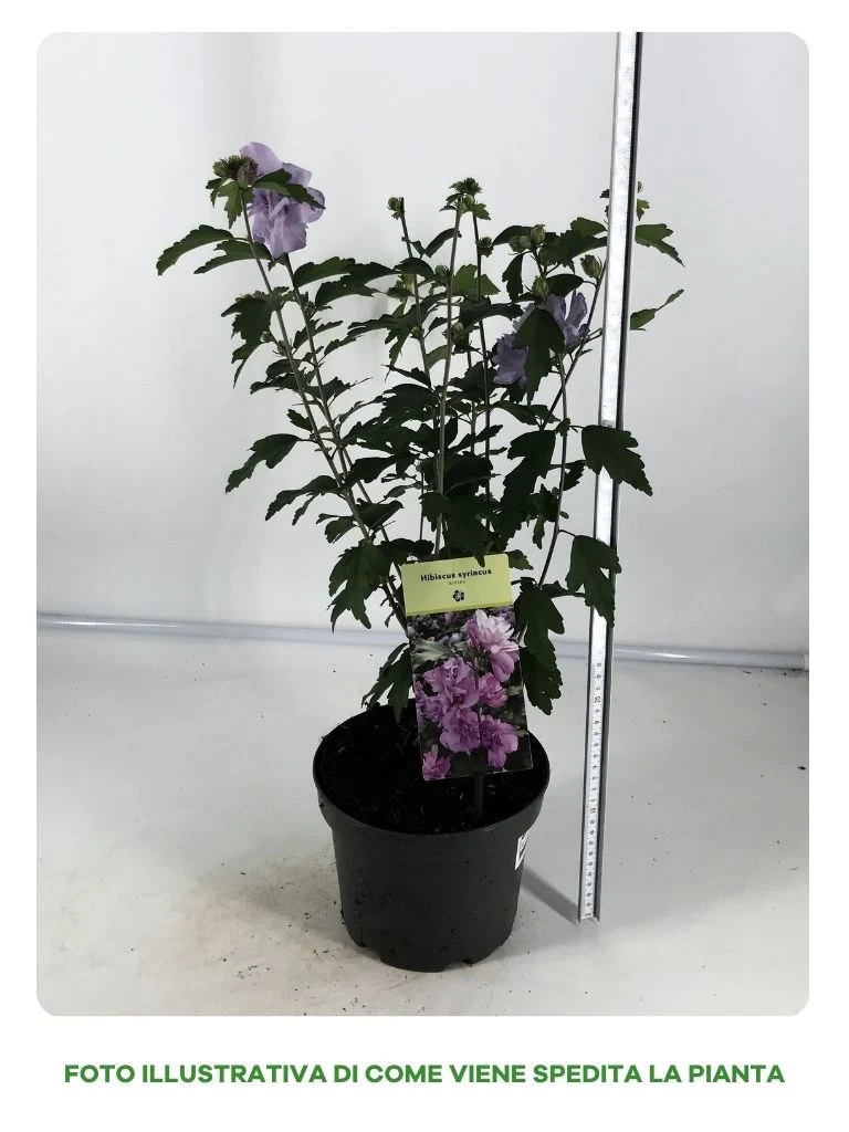 IBISCO SYRIACUS ARDENS IN VASO 19CM