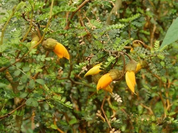 SOPHORA PROSTRATA LITTLE BABY IN VASO 16CM