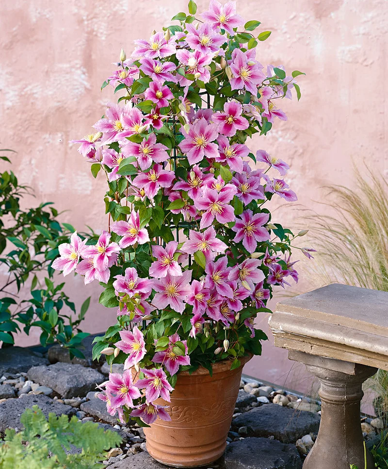 CLEMATIS PIILU IN VASO 15CM