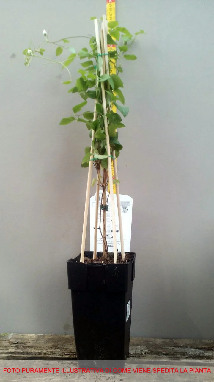 CLEMATIS PIILU IN VASO 15CM