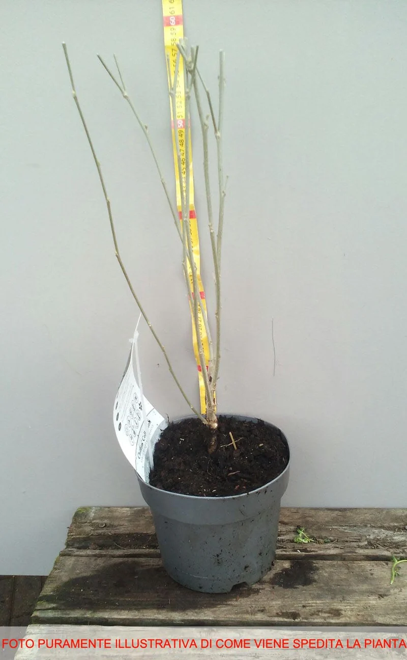 IBISCO CHIFFON ROSA IN VASO 19CM