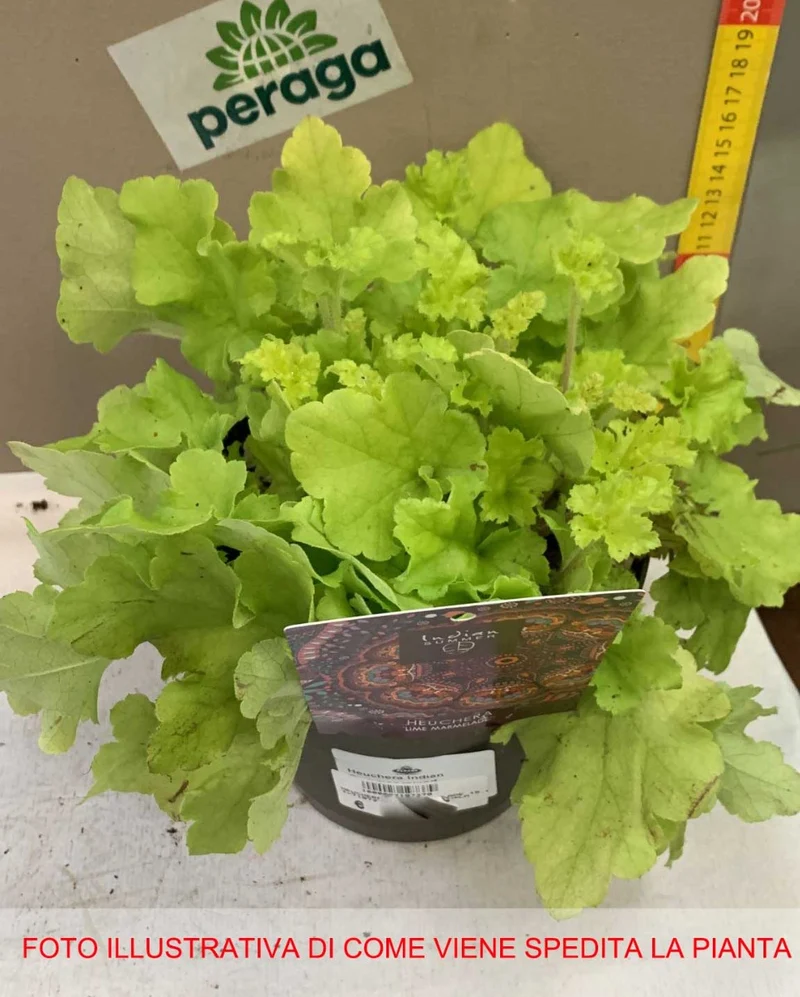 HEUCHERA LIME MARMALADE VASO 15CM