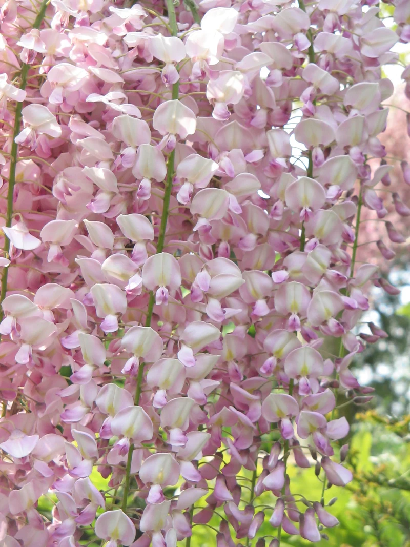 GLICINE WISTERIA FLORIBUNDA ROSEA VASO 16CM