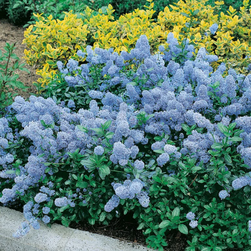 CEANOTHUS THYRSIFLORUS REPENS VASO 17CM