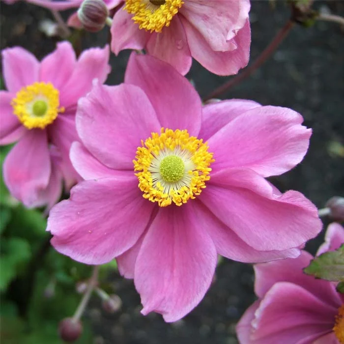 ANEMONE HYBRIDA SERENADE IN VASO DA 18
