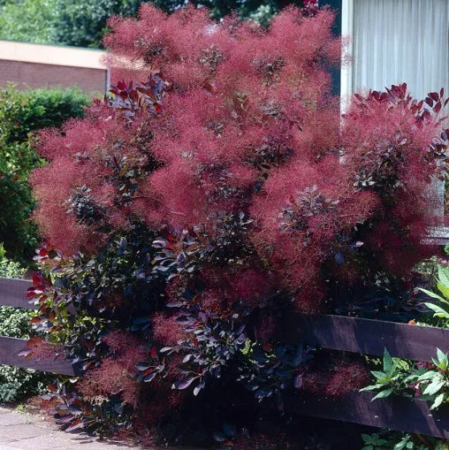COTINUS COGGYGRIA ROYAL PURPLE VASO 15CM