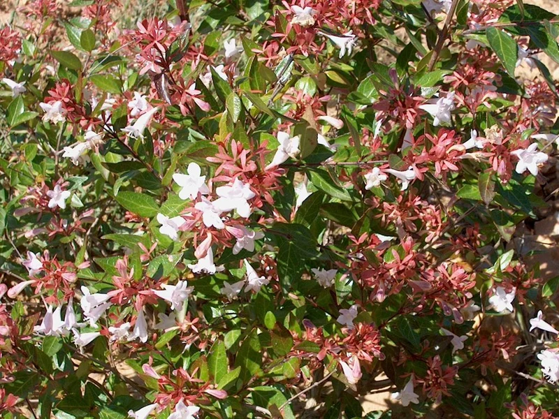 ABELIA GRANDIFLORA VASO 11CM