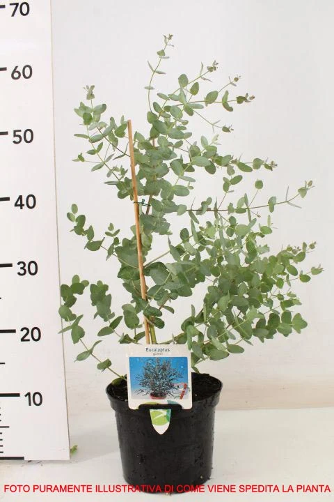 EUCALYPTUS GUNNII O EUCALIPTO DEL SIDRO VASO 18CM