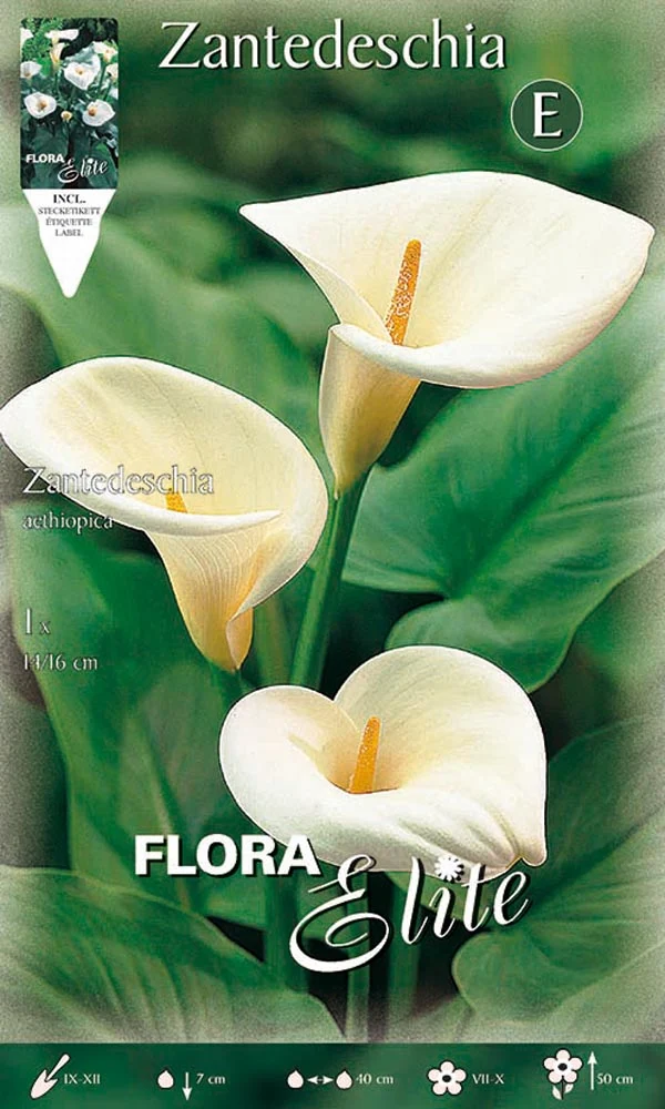 CALLA ZANTEDESCHIA AETHIOPICA (CONFEZIONE DA 1 BULBO)