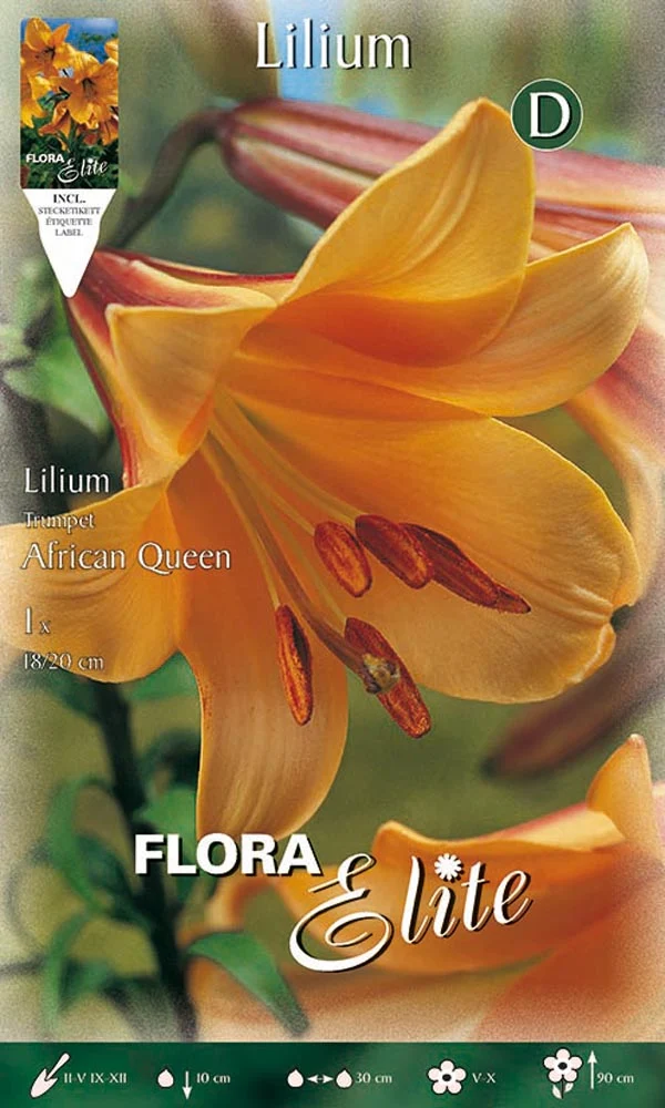 LILIUM TRUMPET AFRICAN QUEEN (CONFEZIONE DA 1 BULBO)
