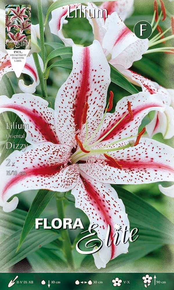 LILIUM ORIENTAL DIZZY (CONFEZIONE DA 2 BULBI)