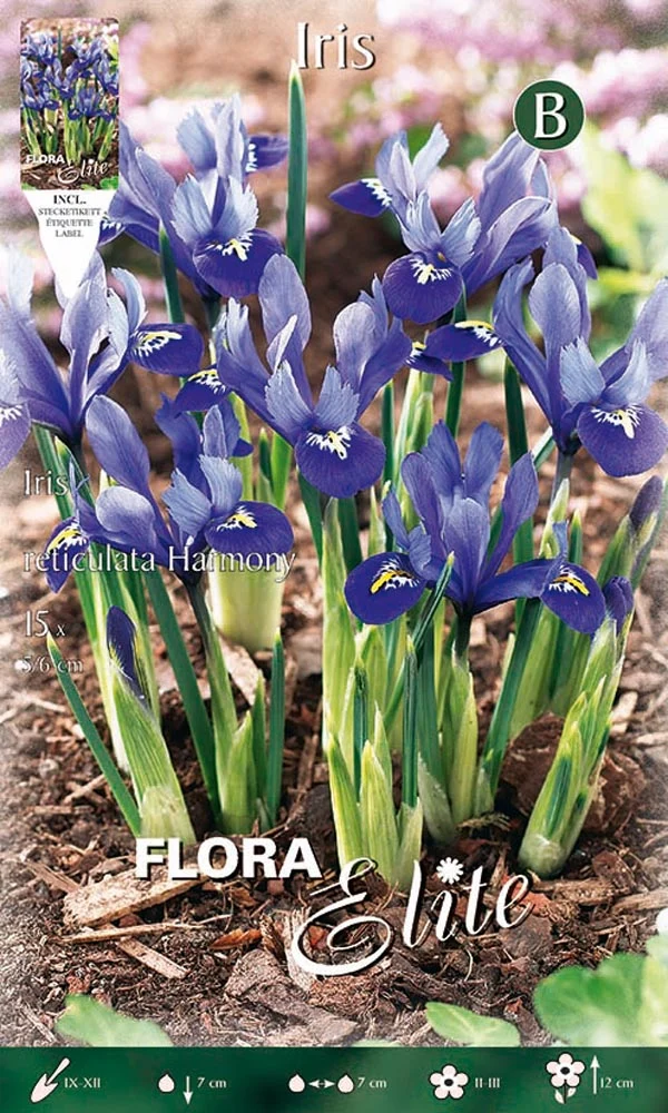 IRIS RETICULATA HARMONY (CONFEZIONE DA 15 BULBI)