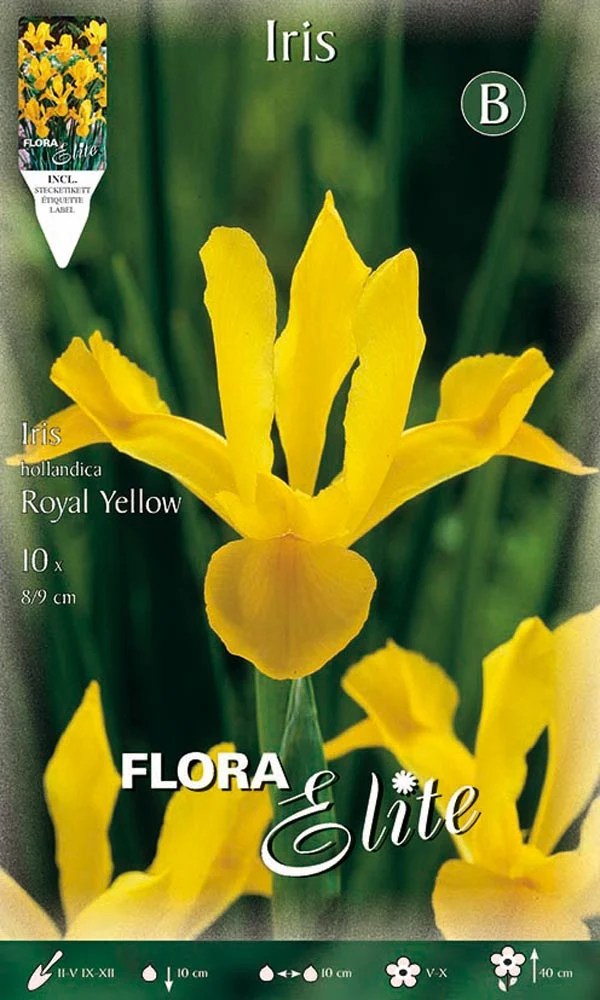 IRIS HOLLANDICA ROYAL YELLOW (CONFEZIONE DA 10 BULBI)