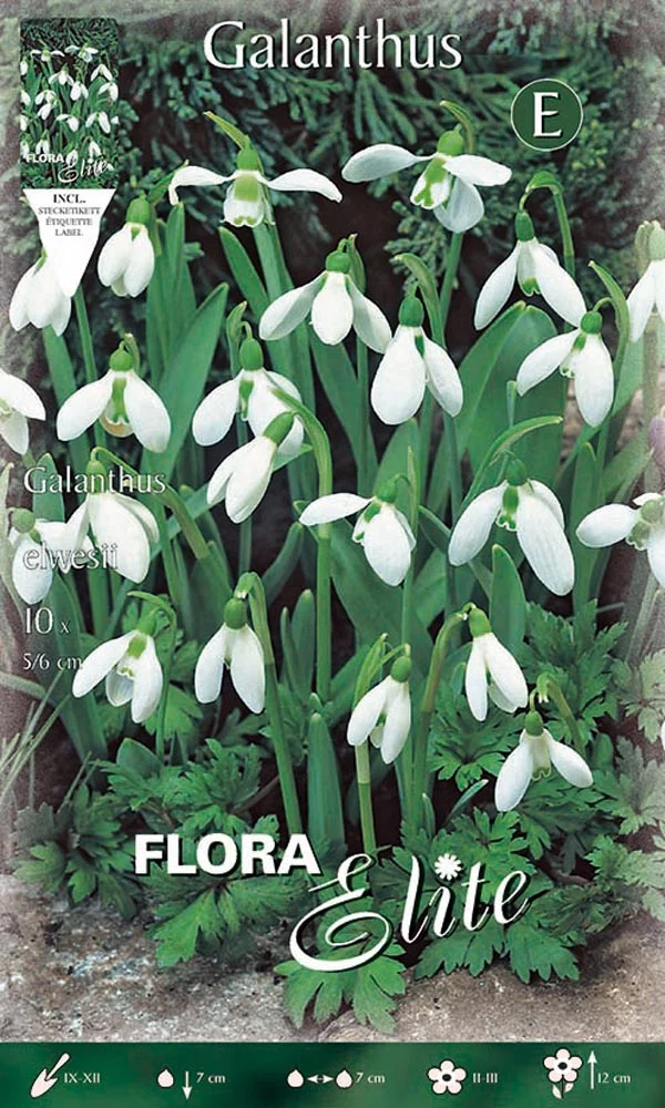 GALANTHUS ELWESII (CONFEZIONE DA 10 BULBI)